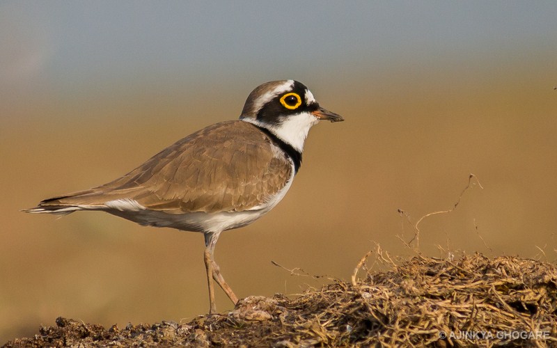 Little Ringed Plover